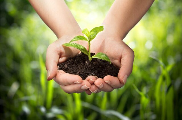 Hands holding a young plant and soil.