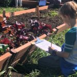 young boy making observations of a garden bed