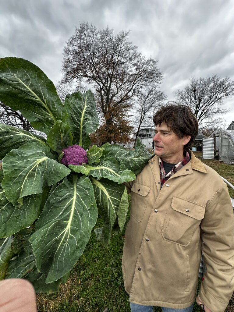 man holding a large purple cauliflower plant